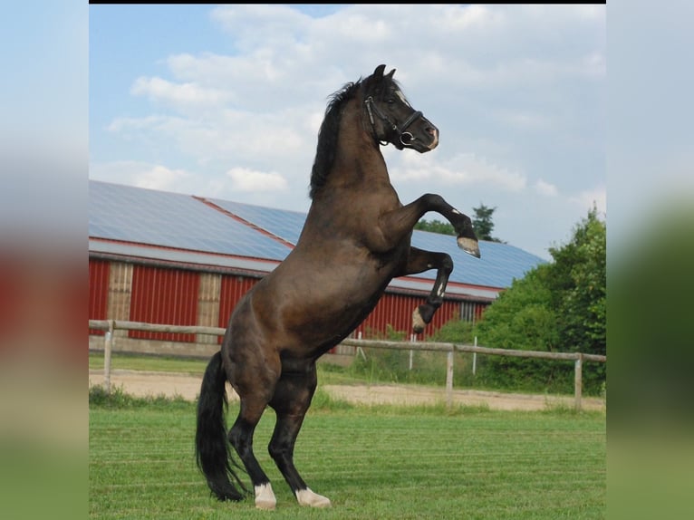 Galés-A Caballo castrado 16 años 118 cm Negro in Trier