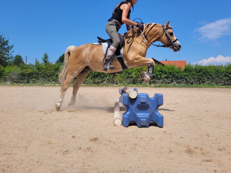 Galés-A Caballo castrado 16 años 120 cm Palomino in Weilheim in Oberbayern