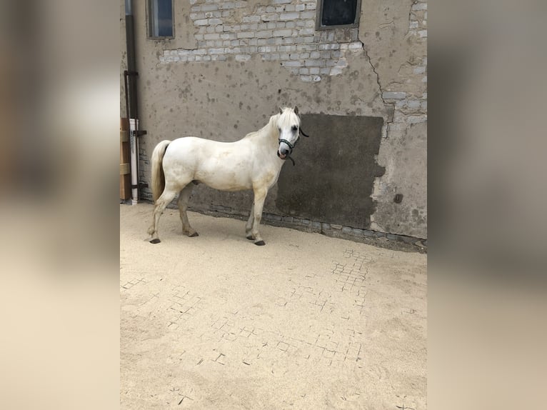 Galés-A Caballo castrado 16 años 124 cm Tordo in Ladenburg