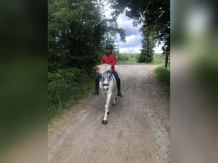 Galés-A Caballo castrado 16 años 124 cm Tordo in Ladenburg