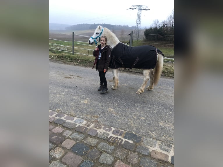 Galés-A Caballo castrado 16 años 124 cm Tordo in Ladenburg