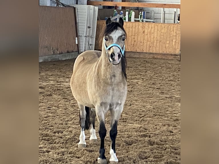 Galés-A Caballo castrado 16 años Buckskin/Bayo in Herzberg (Elster)