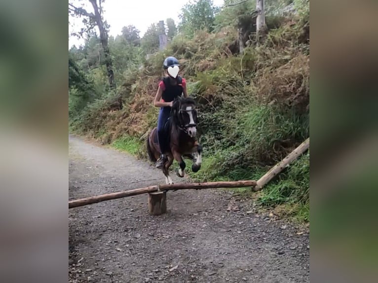 Galés-A Caballo castrado 17 años 118 cm Castaño in Overath