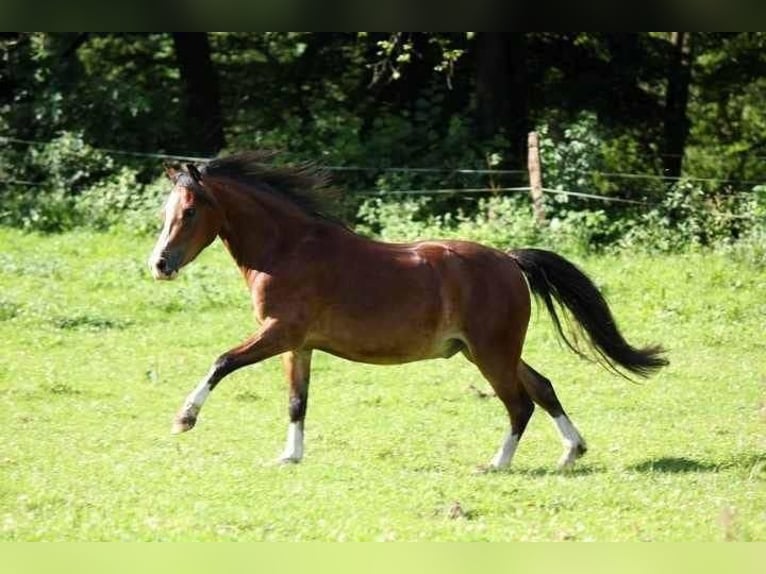 Galés-A Caballo castrado 17 años 118 cm Castaño in Overath