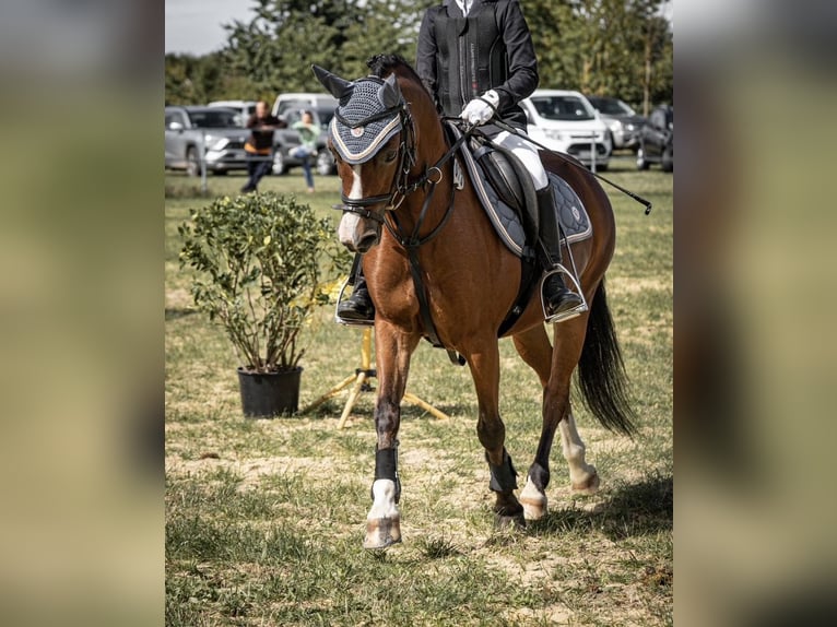 Galés-A Caballo castrado 17 años 122 cm Castaño in Bad Bibra