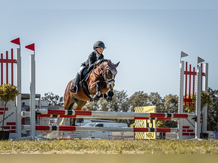 Galés-A Caballo castrado 17 años 122 cm Castaño in Bad Bibra