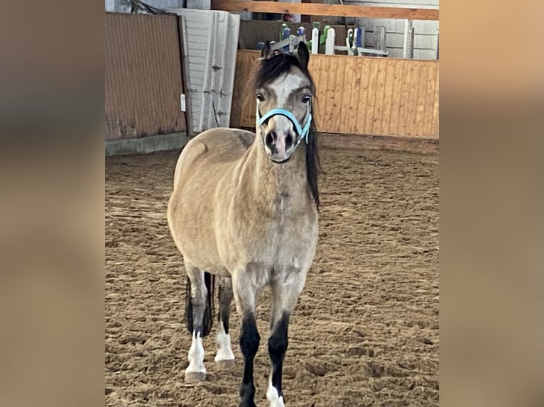 Galés-A Caballo castrado 17 años Buckskin/Bayo in Herzberg (Elster)