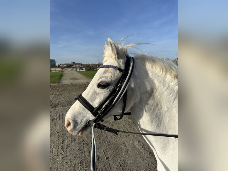 Galés-A Caballo castrado 18 años 117 cm Tordo in Waregem