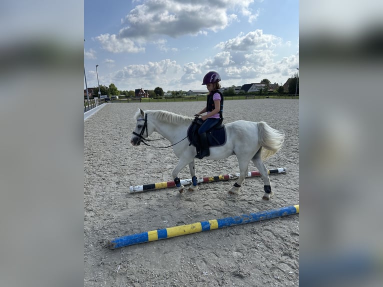 Galés-A Caballo castrado 18 años 117 cm Tordo in Waregem