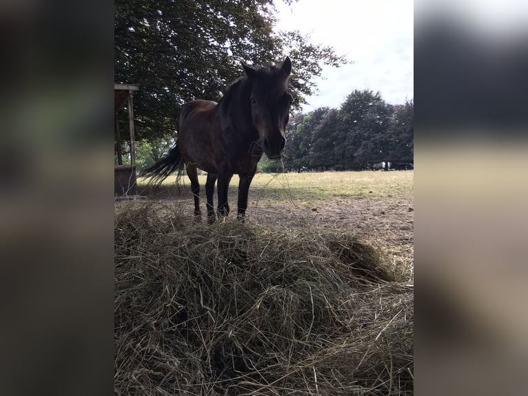 Galés-A Caballo castrado 18 años 119 cm Negro in Norderstedt