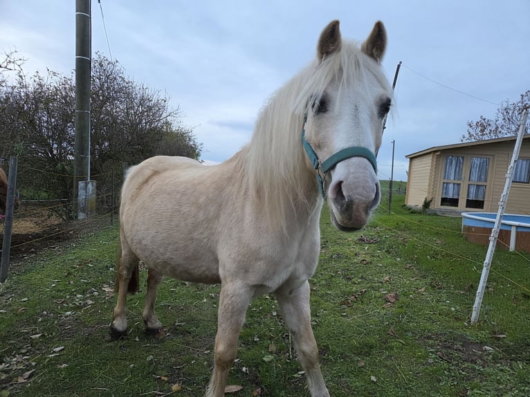 Galés-A Caballo castrado 18 años 120 cm Palomino in Wei&#xDF;enfels