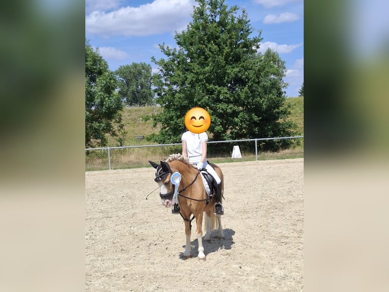Galés-A Caballo castrado 19 años 110 cm Palomino in Malsfeld