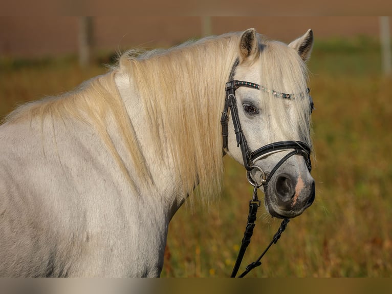 Galés-A Caballo castrado 19 años 118 cm Tordo in Dierhagen