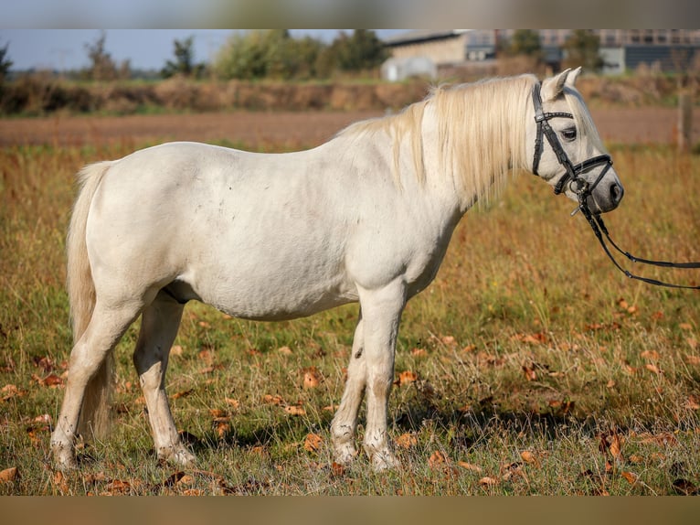 Galés-A Caballo castrado 19 años 118 cm Tordo in Dierhagen