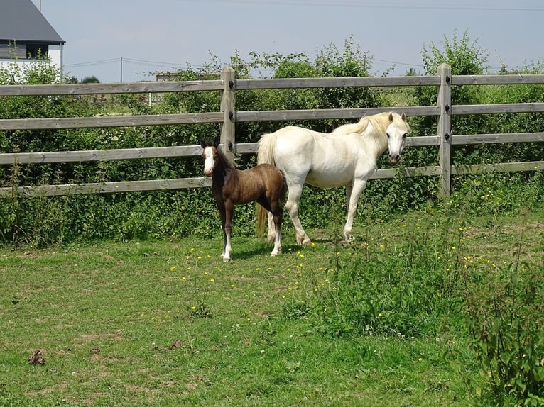 Galés-A Caballo castrado 1 año 110 cm Bayo in Paliseul