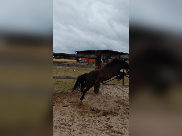 Galés-A Caballo castrado 1 año 118 cm Morcillo in Florian&#xF3;w