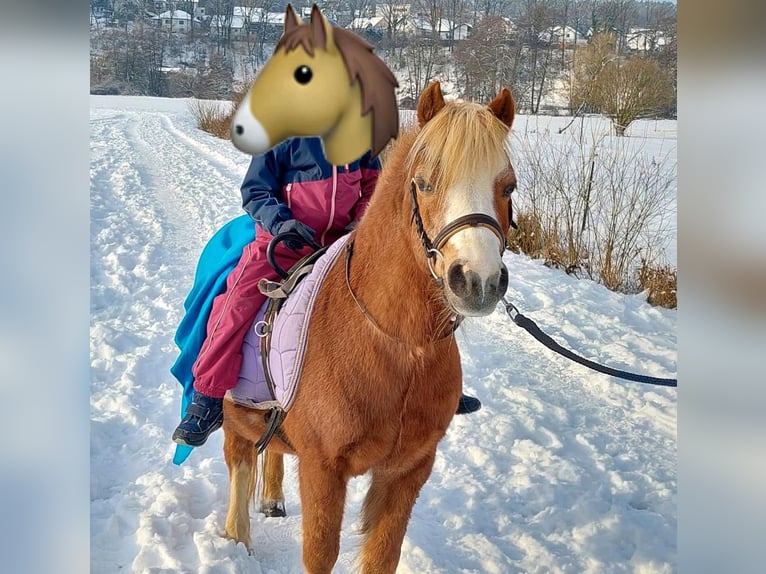 Galés-A Caballo castrado 20 años 115 cm in Marburg