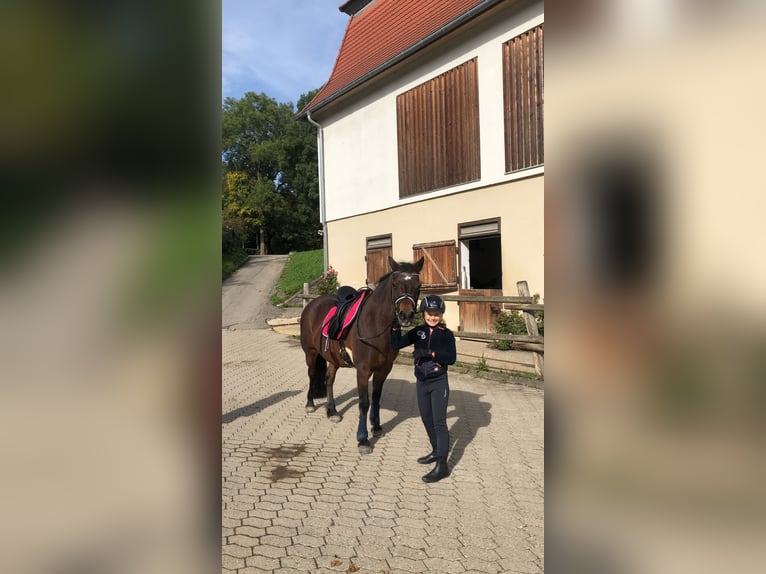Galés-A Caballo castrado 22 años 131 cm Castaño in Stuttgart Degerloch