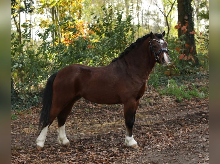 Galés-A Caballo castrado 2 años 118 cm Castaño in Aalten