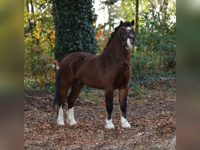 Galés-A Caballo castrado 2 años 118 cm Castaño in Aalten