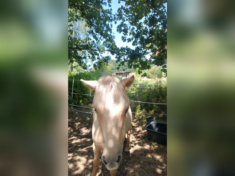 Galés-A Mestizo Caballo castrado 2 años 120 cm Palomino in Osterfeld