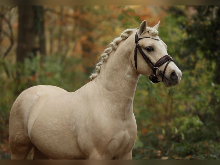 Galés-A Caballo castrado 2 años 122 cm Palomino in Aalten