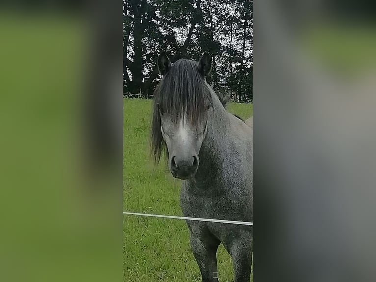 Galés-A Caballo castrado 2 años 125 cm Tordillo negro in Börnichen/Erzgebirge