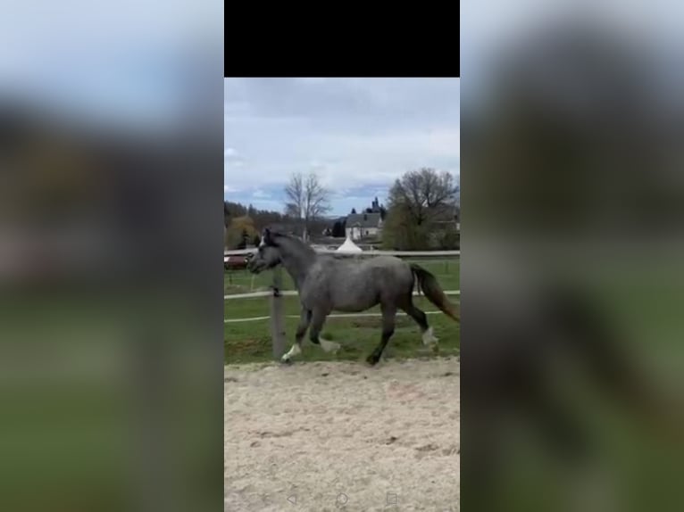 Galés-A Caballo castrado 2 años 125 cm Tordillo negro in Börnichen/Erzgebirge