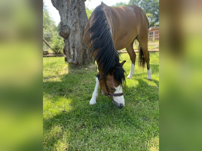 Galés-A Caballo castrado 3 años 110 cm Castaño in Bruchhausen-Vilsen