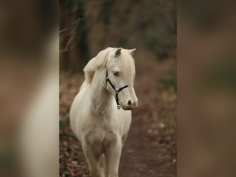 Galés-A Caballo castrado 3 años 111 cm Cremello in Aalten