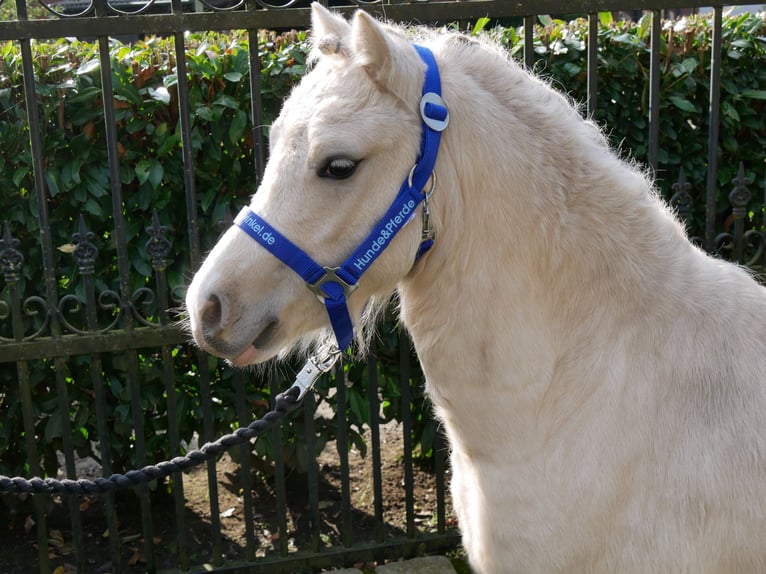 Galés-A Caballo castrado 3 años 114 cm Palomino in Dorsten