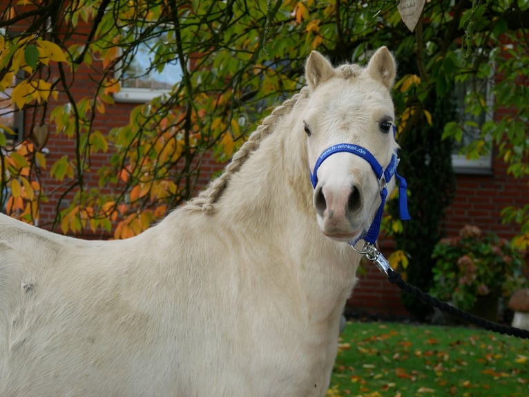 Galés-A Caballo castrado 3 años 114 cm Palomino in Dorsten