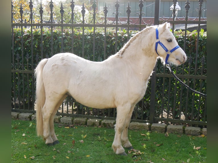 Galés-A Caballo castrado 3 años 114 cm Palomino in Dorsten