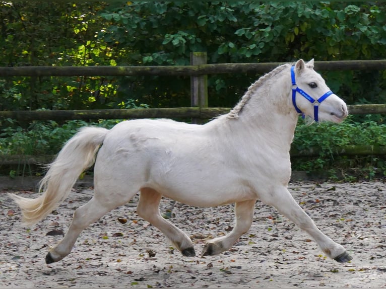 Galés-A Caballo castrado 3 años 114 cm Palomino in Dorsten