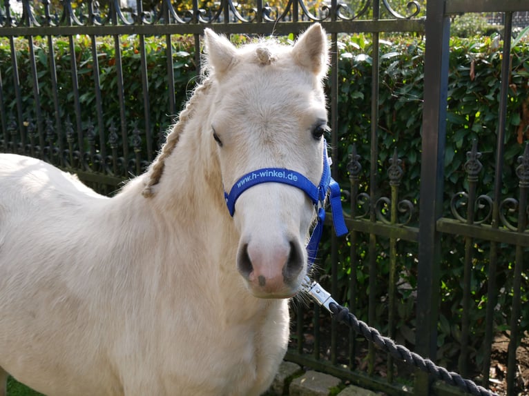 Galés-A Caballo castrado 3 años 114 cm Palomino in Dorsten