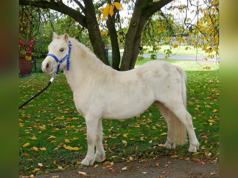 Galés-A Caballo castrado 3 años 114 cm Palomino in Dorsten