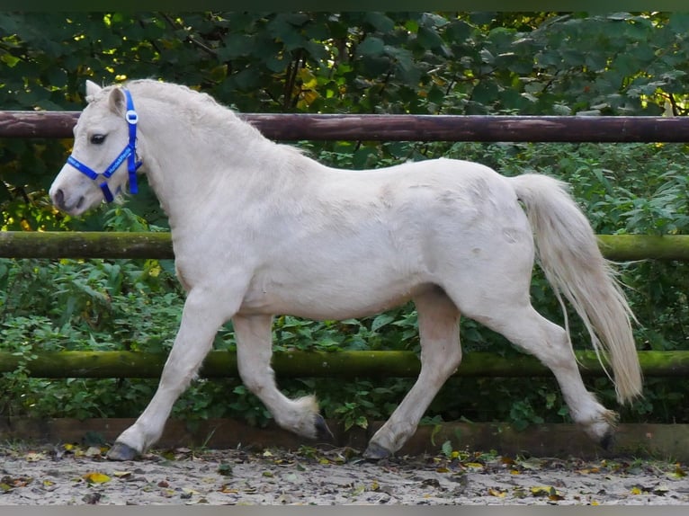 Galés-A Caballo castrado 3 años 114 cm Palomino in Dorsten