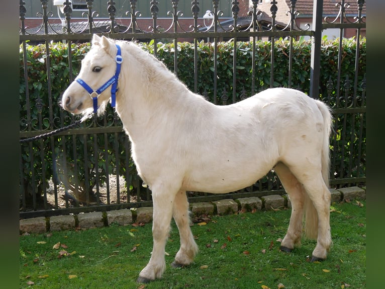 Galés-A Caballo castrado 3 años 114 cm Palomino in Dorsten