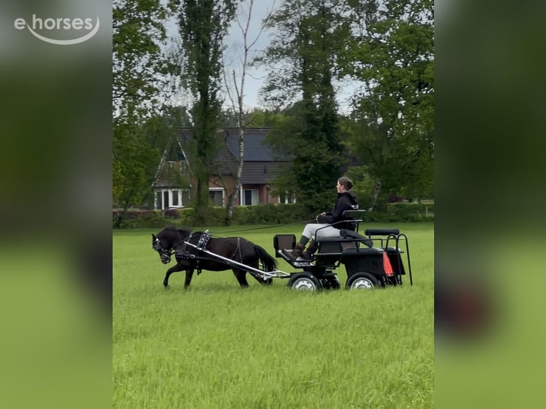 Galés-A Caballo castrado 3 años 115 cm Castaño in Hengelo