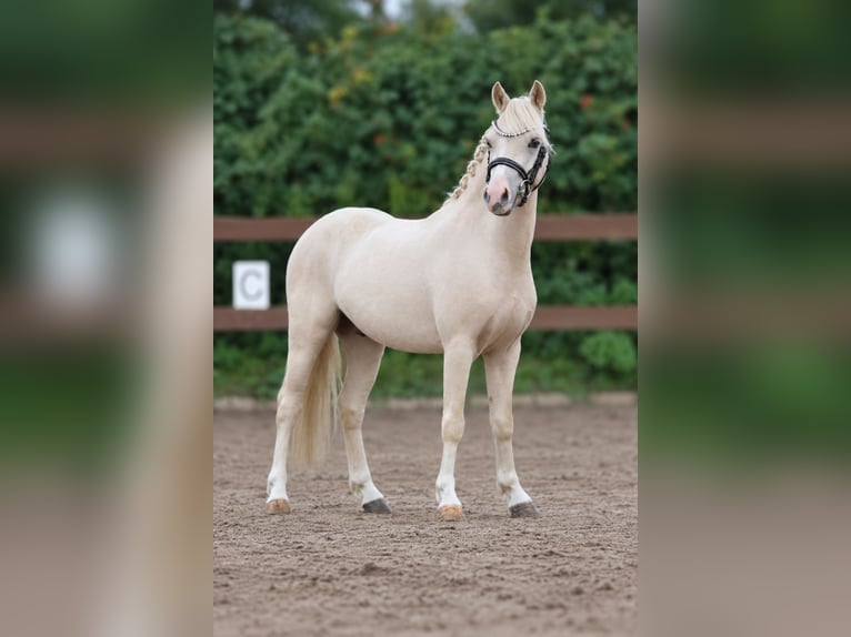 Galés-A Caballo castrado 3 años 115 cm Palomino in Kletkamp