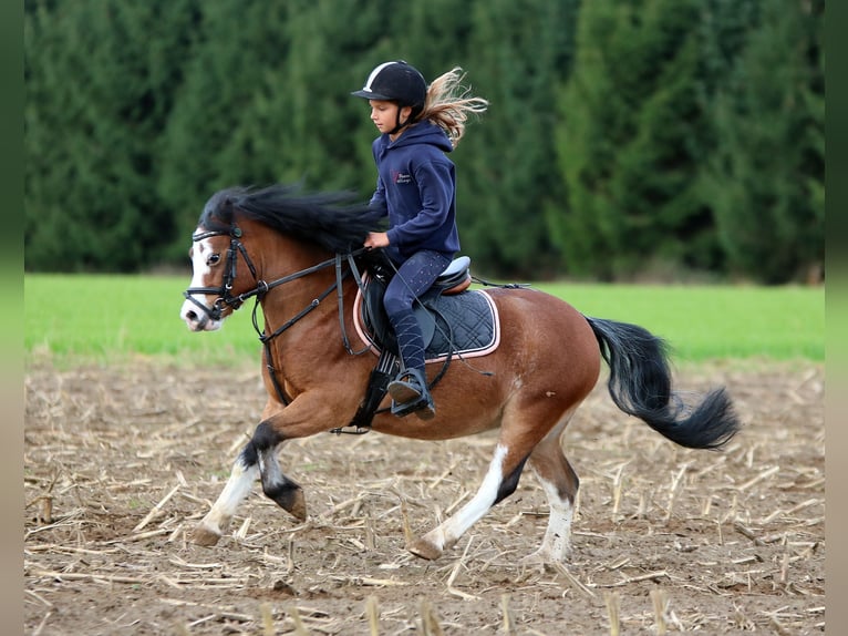 Galés-A Caballo castrado 3 años 116 cm Castaño in Wildeshausenwildeshause