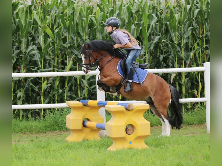 Galés-A Caballo castrado 3 años 116 cm Castaño in Wildeshausenwildeshause