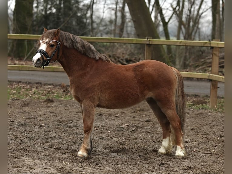 Galés-A Caballo castrado 3 años 117 cm Alazán-tostado in Aalten