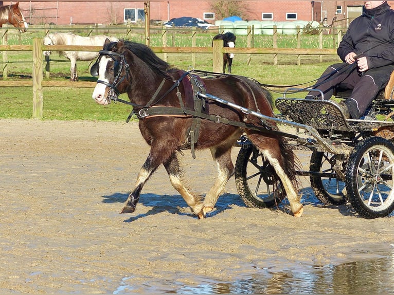 Galés-A Caballo castrado 3 años 117 cm Negro in Halle