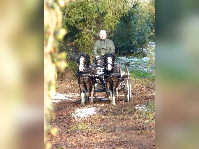 Galés-A Caballo castrado 3 años 117 cm Negro in Halle