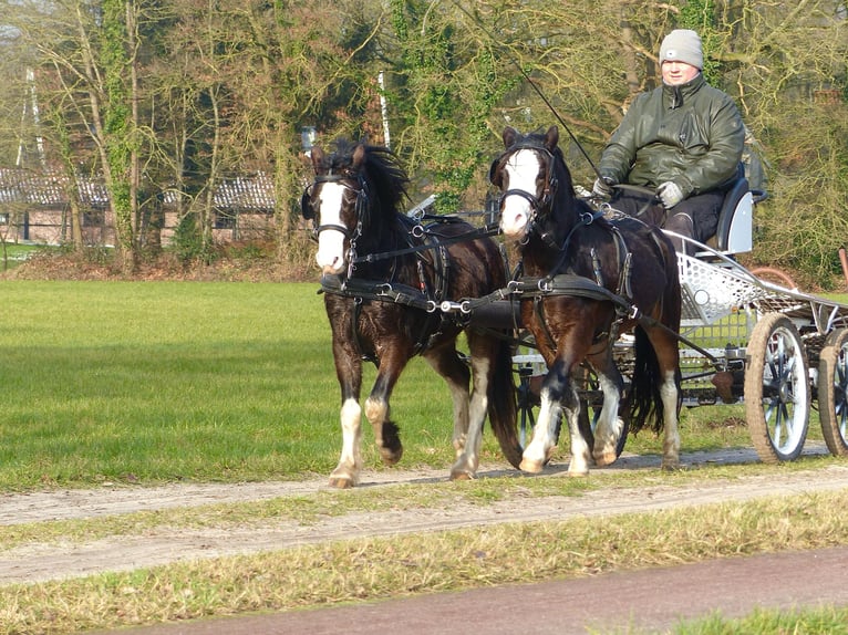 Galés-A Caballo castrado 3 años 117 cm Negro in Halle