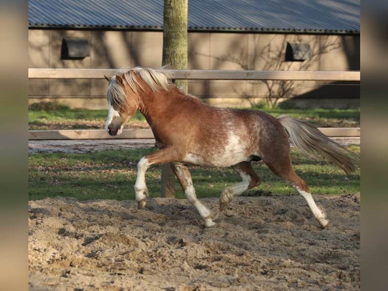 Galés-A Caballo castrado 3 años 117 cm Sabino in Aalten