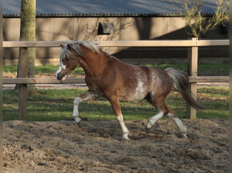 Galés-A Caballo castrado 3 años 117 cm Sabino in Aalten