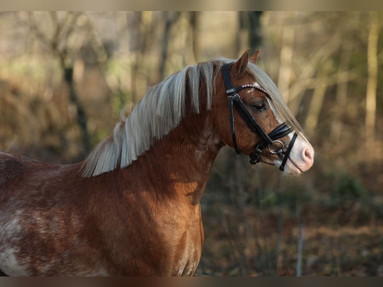 Galés-A Caballo castrado 3 años 117 cm Sabino in Aalten