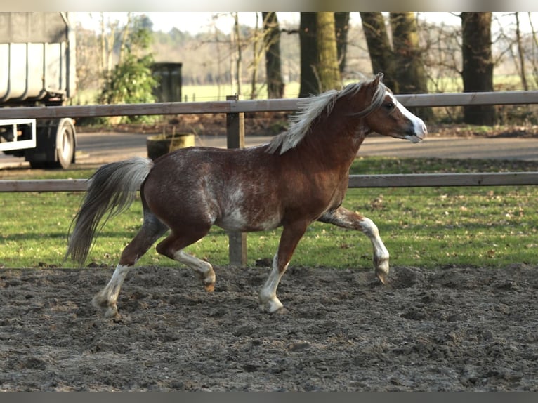 Galés-A Caballo castrado 3 años 117 cm Sabino in Aalten